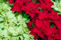 Traditional Poinsettia flowers blooming at Christmas Royalty Free Stock Photo