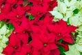 Traditional Poinsettia flowers blooming at Christmas Royalty Free Stock Photo