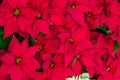 Traditional Poinsettia flowers blooming at Christmas Royalty Free Stock Photo