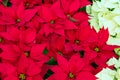 Traditional Poinsettia flowers blooming at Christmas Royalty Free Stock Photo