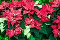 Traditional Poinsettia flowers blooming at Christmas Royalty Free Stock Photo