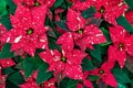 Traditional Poinsettia flowers blooming at Christmas Royalty Free Stock Photo