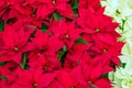 Traditional Poinsettia flowers blooming at Christmas Royalty Free Stock Photo