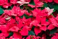 Traditional Poinsettia flowers blooming at Christmas Royalty Free Stock Photo