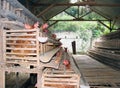 Traditional Poultry Farm with eggs laying on