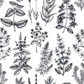 Traditional Provence herbs background. Savory, marjoram, rosemary, thyme, oregano, lavender seamless pattern. Hand-sketched