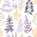 Traditional Provence herbs background. Savory, marjoram, rosemary, thyme, oregano, lavender seamless pattern. Hand-sketched