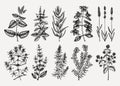 Traditional Provence herbs collection - savory, marjoram, rosemary, thyme, oregano, lavender. Hand-sketched kitchen herbs,