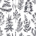 Traditional Provence herbs seamless pattern. Vector savory, marjoram, rosemary, thyme, oregano, lavender backdrop. Hand-sketched