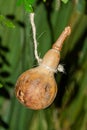 Traditional pumpkin in the hanal pixan celebration of the dead, Yucatan, Mexico