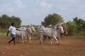 Traditional recreational sport activity in Jaffna