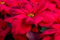 Traditional red poinsettias Christmas flowering plant