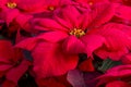 Traditional red poinsettias Christmas flowering plant