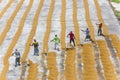 Traditional Rice Mill Worker turn over paddy for drying