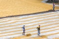 Traditional Rice Mill Worker turn over paddy for drying