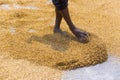 Traditional Rice Mill Worker turn over paddy for drying