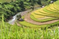 Beautiful rice terrace field on hill in Northern Vietnam Royalty Free Stock Photo