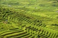 Traditional rice terrace fields in Mu Cang Chai to SAPA region Vietnam Royalty Free Stock Photo