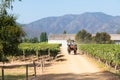 Traditional ride in horse cart around Santa Cruz vineyard in the Colchagua Valley, Chile Royalty Free Stock Photo