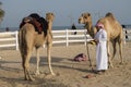 Traditional riding equipment on a camel.