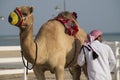 Traditional riding equipment on a camel.