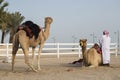 Traditional riding equipment on a camel.