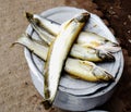 Traditional River Boal fish in local fish market Royalty Free Stock Photo