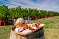 Traditional Romanian food plate with wine and vineyards in the b Royalty Free Stock Photo