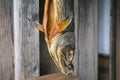 Traditional salted salmons hanging in the city of Murakami in Niigata Prefecture.