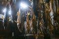 Traditional salted salmons hanging in the city of Murakami in Niigata Prefecture.