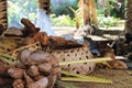 A traditional Samoan cooking area