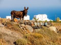 Traditional Santorini island view with donkey. Santorini, Cyclades, Greece