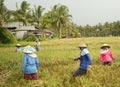 A traditional scene of local Balinese workers manually working in the rice fields during harvest season