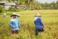 A traditional scene of local Balinese workers manually working in the rice fields during harvest season