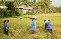 A traditional scene of local Balinese workers manually working in the rice fields during harvest season