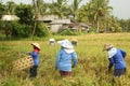 A traditional scene of local Balinese workers manually working in the rice fields during harvest season