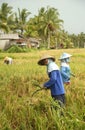 A traditional scene of local Balinese workers manually working in the rice fields during harvest season