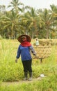 A traditional scene of local Balinese workers manually working in the rice fields during harvest season