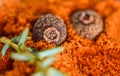 Pepper allspice on the background of ground red pepper powder. Spicy Seasoning Royalty Free Stock Photo