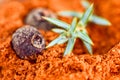 Pepper allspice on the background of ground red pepper powder. Spicy Seasoning Royalty Free Stock Photo