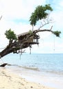 Traditional shack on tree Royalty Free Stock Photo