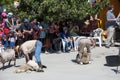 Traditional shearing sheep