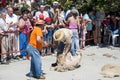 Traditional shearing sheep