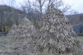 Traditional sheaves of corn stalks Royalty Free Stock Photo