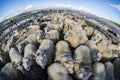Traditional sheep gathering in Iceland