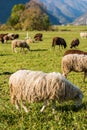 Traditional sheep pasture in Julian Alps mountains on grass