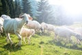 .Traditional sheep pasture in Polish Pieniny mountains range