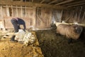 Traditional sheep shearing in an old New England barn Royalty Free Stock Photo