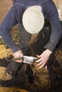 Traditional sheep shearing in an old New England barn Royalty Free Stock Photo