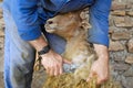 Traditional sheep shearing scene